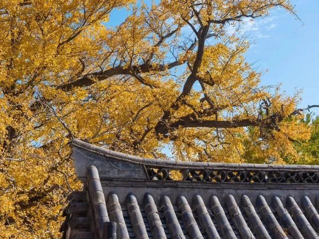 听说，山东的山最近变得「毛茸茸」？