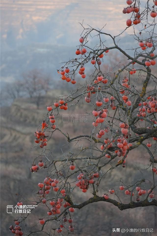 今冬顶流！陕西这片柿子林爆火出圈，美到封神！攻略来啦