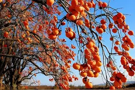 家里有院子的，这六种果树一定要种，镇宅守家，招福又旺财图片