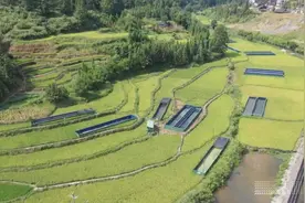 蹲点观察丨一亩“万元田”的养成记图片