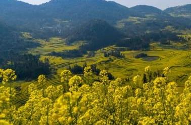 带着孙女去旅行（168）罗平油菜花海游