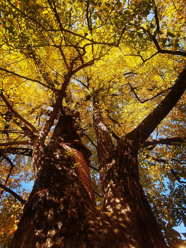 浙江:千年“银杏皇后”在长兴