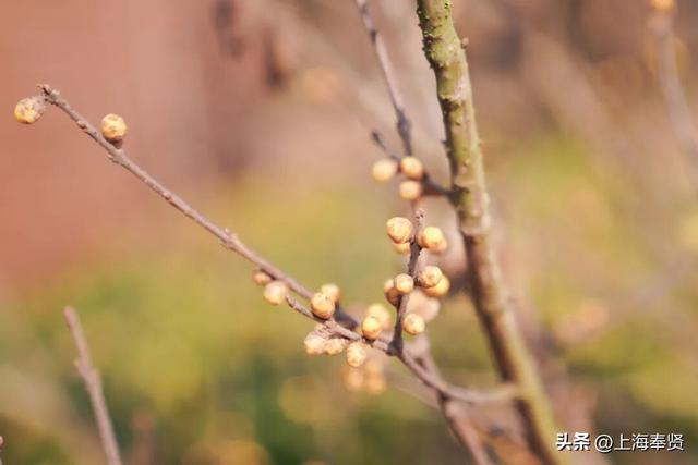 快看！奉城惊现罕见景致→