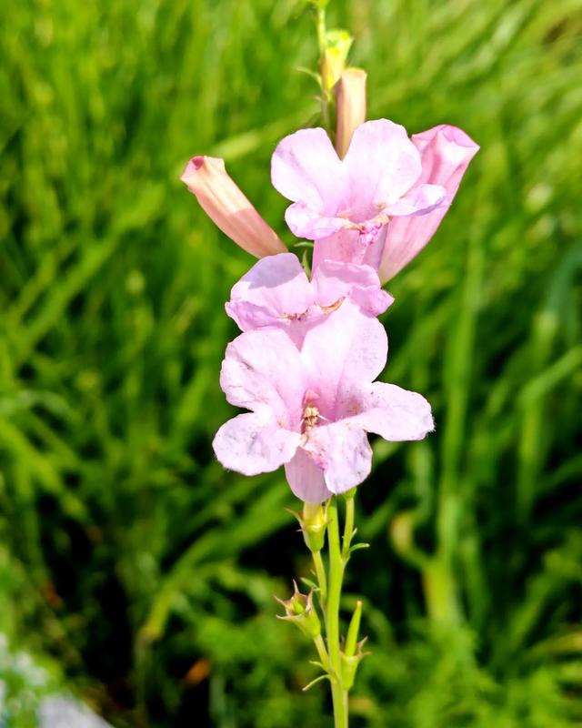 花开一路香