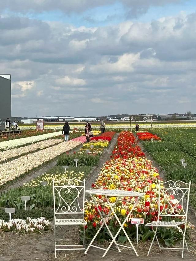 《再见，荷兰》