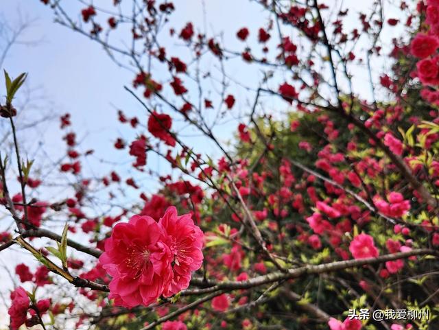 早春限定！柳州这条路千株桃花绽放，未来十天进入“颜值巅峰”