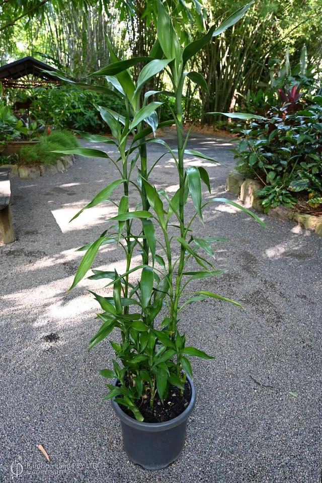 家里这8种特常见的盆栽绿植，只有极少花友看过它们开花