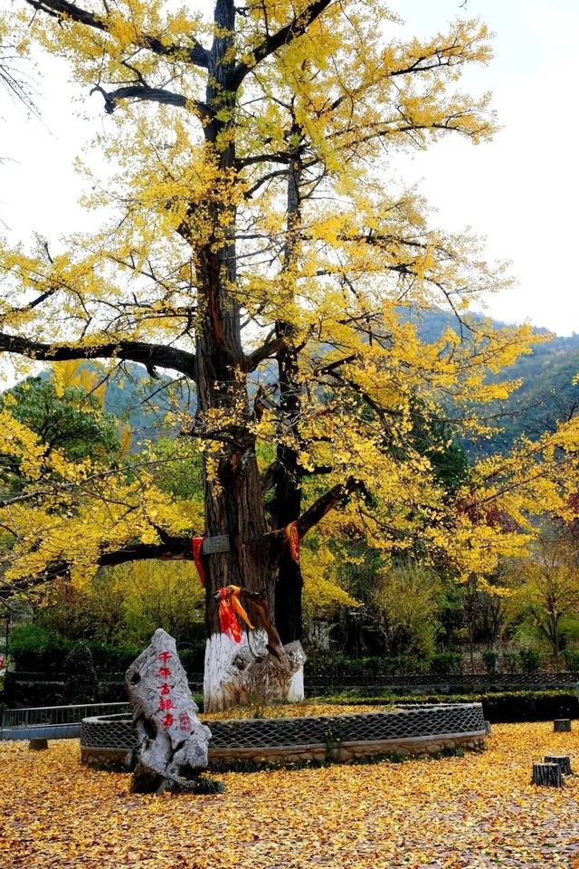 秋天的陇南，有什么好看的？