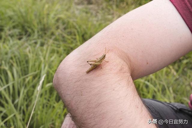 梦见虫子爬到身上是什么预兆