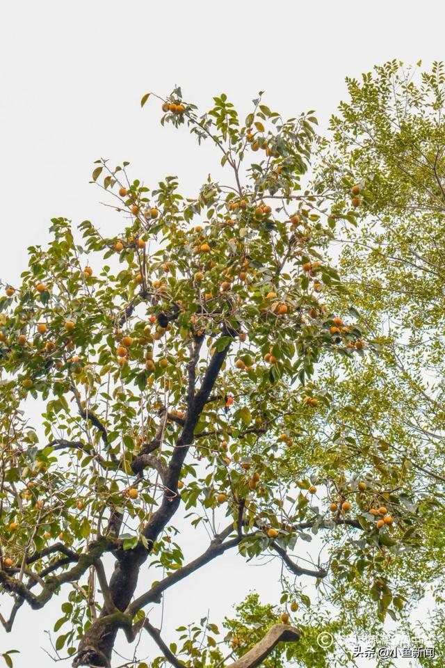 好多人在拍！苏州到底有谁在啊