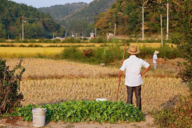 聊聊农村养老金，这些你知道吗？