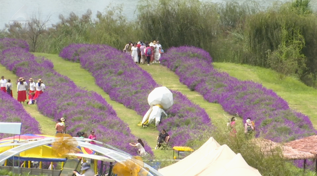 阳宗海云端花海绽放，满眼紫色好浪漫