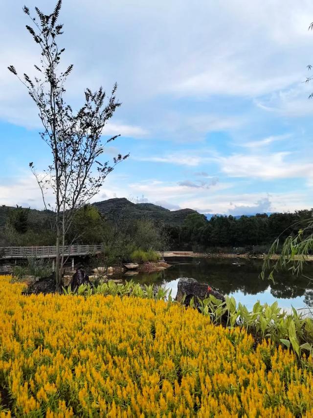 桂林：漓畔花海莲花源！