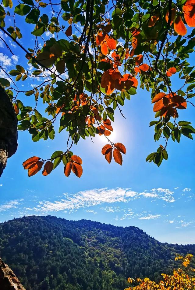 博望区“西红柿炒蛋”树上线