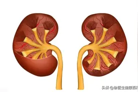 肾虚是因为缺乏2种营养素？医生劝诫：平时可多补充，给肾脏减负图片