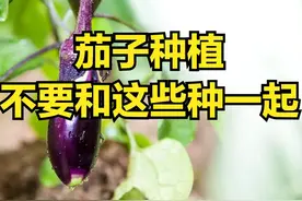 茄子种不好？5种蔬菜要远离！老农教你3招混种，挂果多病害少图片