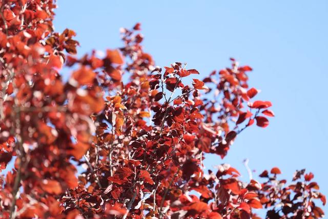 Citywalk 漫游王佐,邂逅秋日美学盛宴