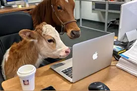 打工牛马头像🐮🐴图片