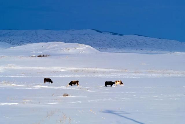千万别在冬天去新疆!因为去了就回不来了……