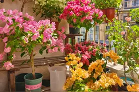 养花5年“我悟了”，只养一种花就能“四季美爆了”，不再瞎折腾图片