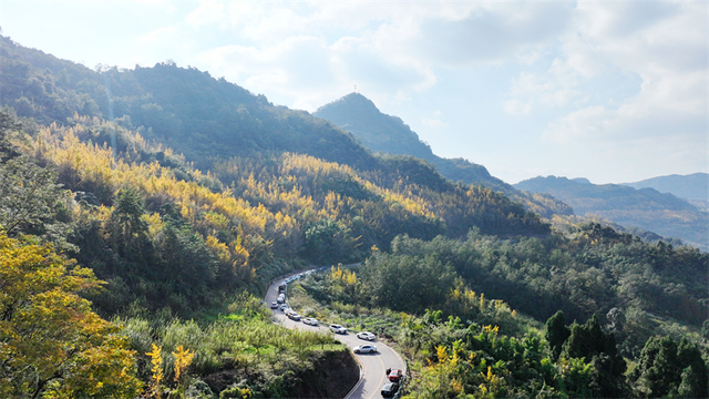 赴一场银杏之约 共享丹棱金色长廊的冬日浪漫
