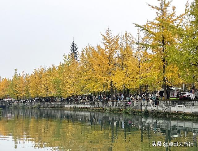 成都2公里长的银杏长廊，超级壮观，美爆了！地铁公交车可达！