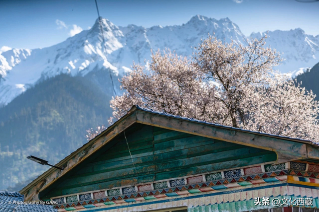 西藏这个地方，即将火爆！真正定义了什么是顶级春色！