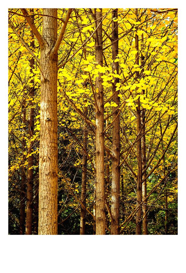 秋未央冬已至，此刻的石家庄毗卢寺正是秋色渐浓，一派秀丽风光。