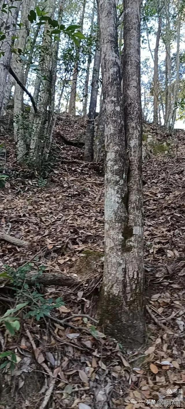 探秘楠溪江源头!这条海拔千米以上的草甸山脊只有极少数驴友知道