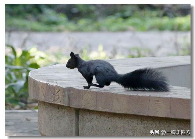 沈阳东陵郊野公园“精灵”出没