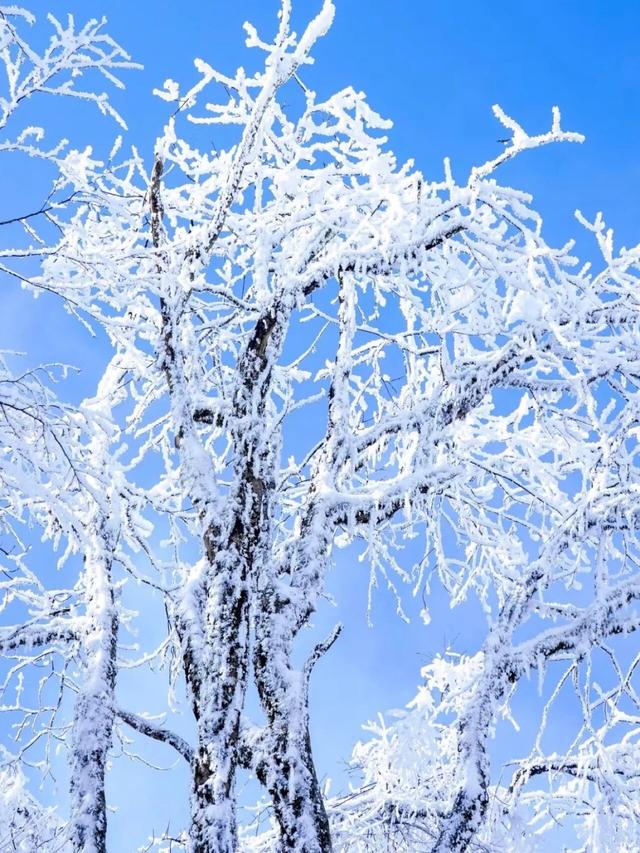 下雪了？！川西隐藏冰雪秘境上线！！！快来看雪→