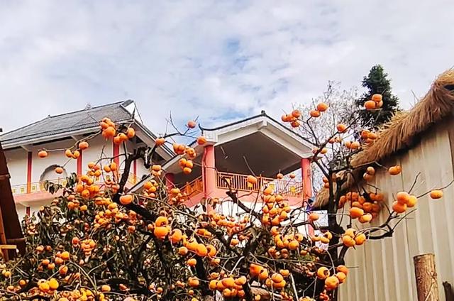 桂林：不入柿园，怎知秋色几许！