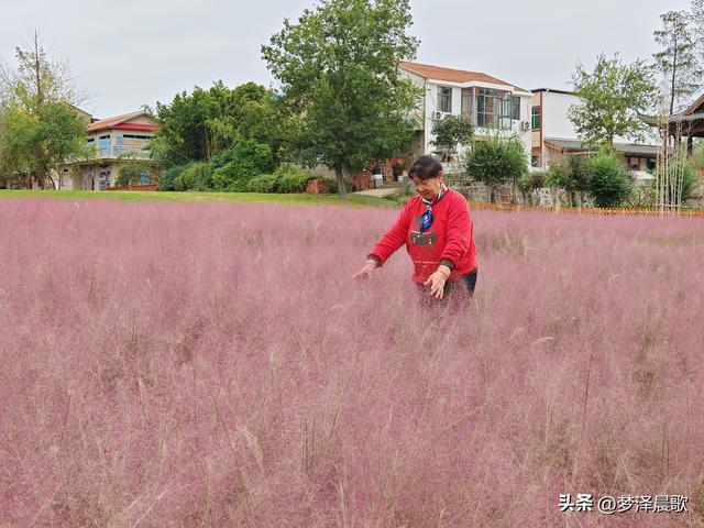 湖北：国庆节网红打卡地 云梦花开十月紫黛草韵染秋色