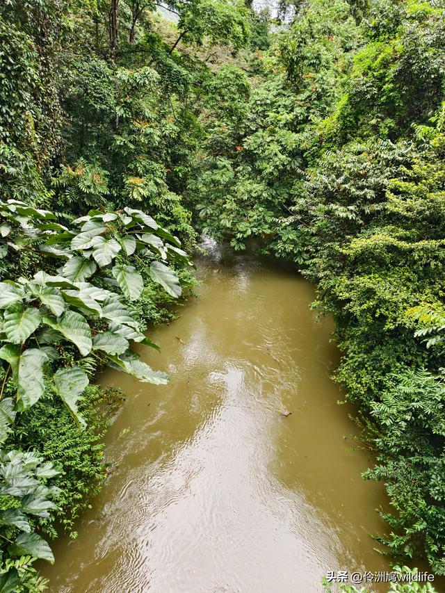 马来西亚(31)砂拉越州⑤姆鲁山canopy树冠高空漫游