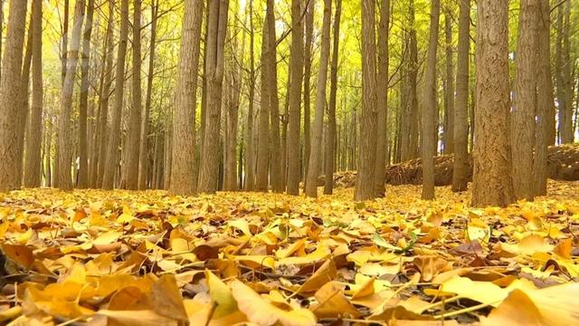 冬天的昆明，盛满了温柔的金黄色