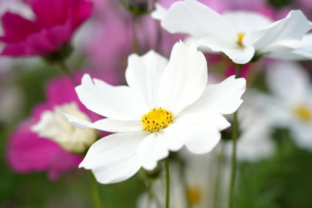 太美了！平南这里有一大片格桑花海