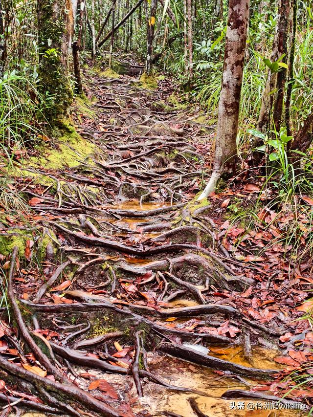 马来西亚(36)砂拉越州⑩峇哥国家公园夜间徒步体验