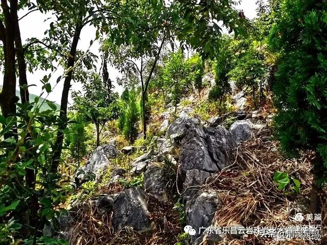 云岩青莲记