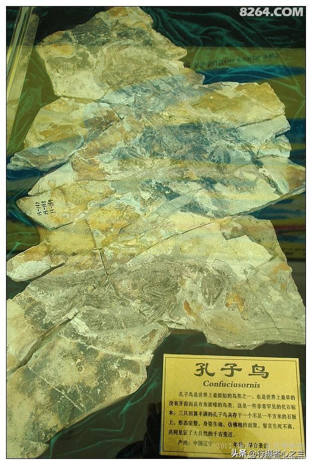 山东行游影记（37）—平邑天宇自然博物馆（十二）