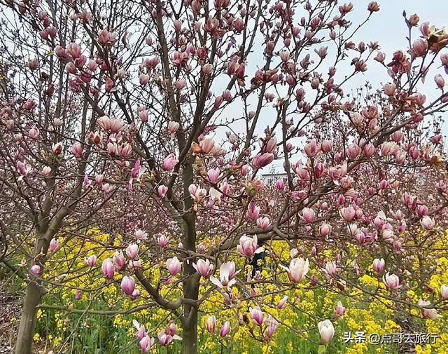 成都最浪漫的玉兰花开了，油菜花和玉兰花惊艳同框，让人赏心悦目