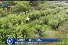 日照：“采摘经济” 富农户乐游人图片
