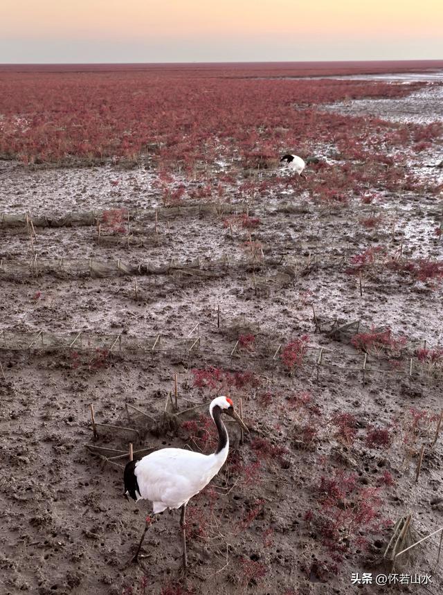 2025辽宁赏秋之旅日记(6)——到辽河口中国最北海岸线看日出 观鸟