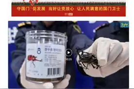 威海海关查获一只体长约10厘米“独角仙”图片