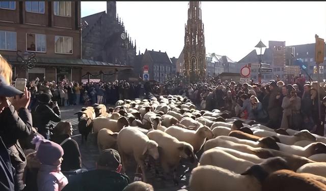 中世纪传统活到现在，为羊群让道，纽伦堡年度奇观引热议