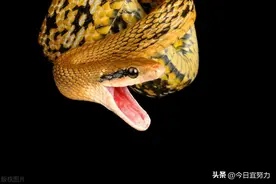 做梦梦到蛇是什么征兆图片