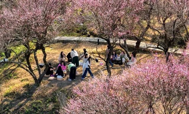 惠聚美好丨梁化梅园迎来最佳观赏期，错过等一年！