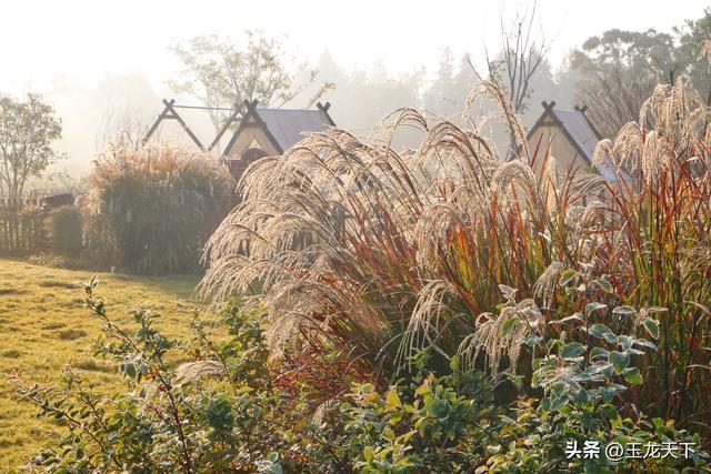 晨光与深呼吸：在同里湿地公园的万步悠然