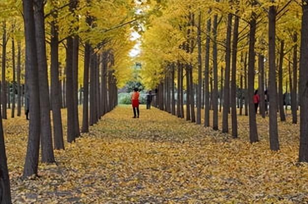 咸阳的秋浸着秦汉底蕴油画，这4 处赏秋地藏着不输长安的千年浪漫