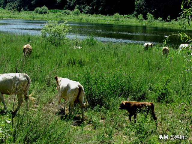本溪太子河沿途一百公里风光——右寨子S弯（十五）