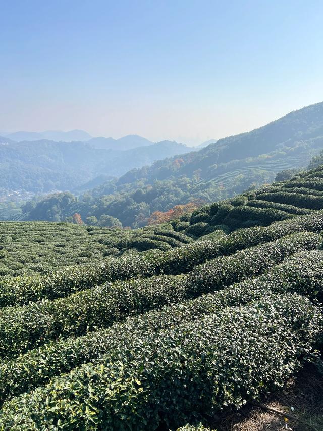 上天竺到云栖竹径，徒步9公里，感受一路秋意。